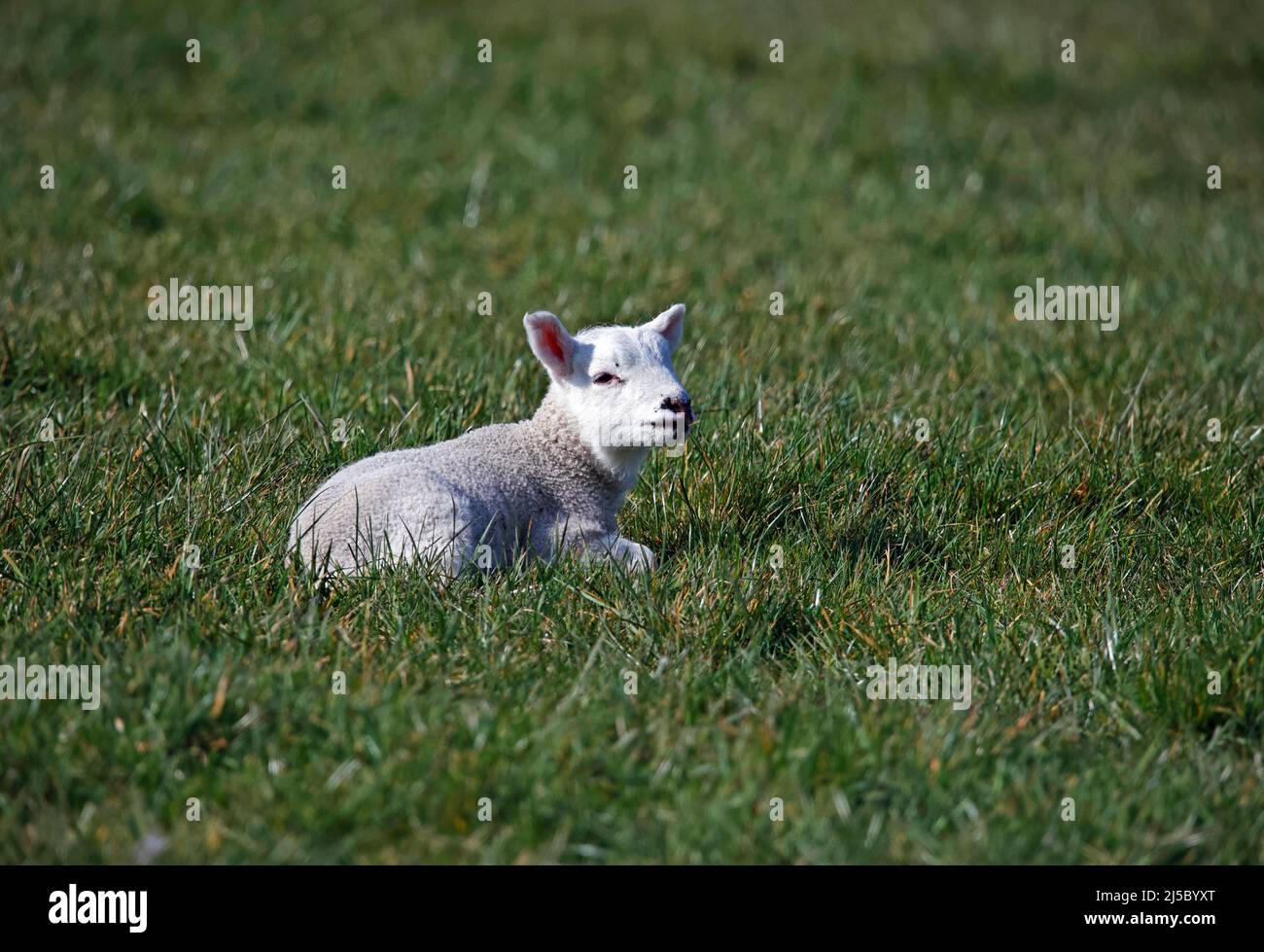 Agnelli nati di recente in un prato erboso Foto Stock