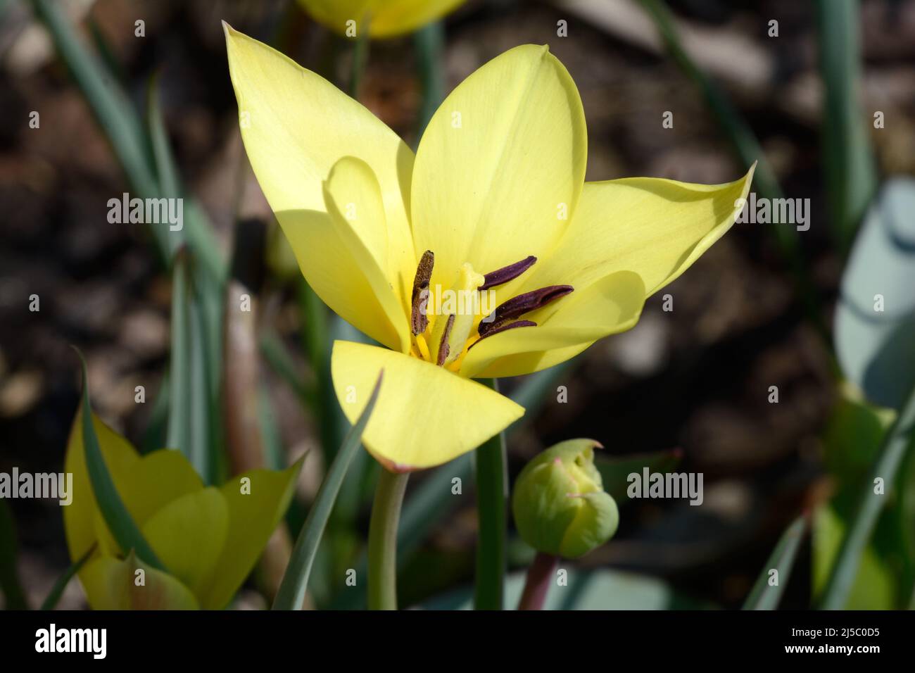 Tulipa Honky-Tonk Tilip Honky Tonk morbido giallo tulipano fiore con foglie verdi grigie Foto Stock