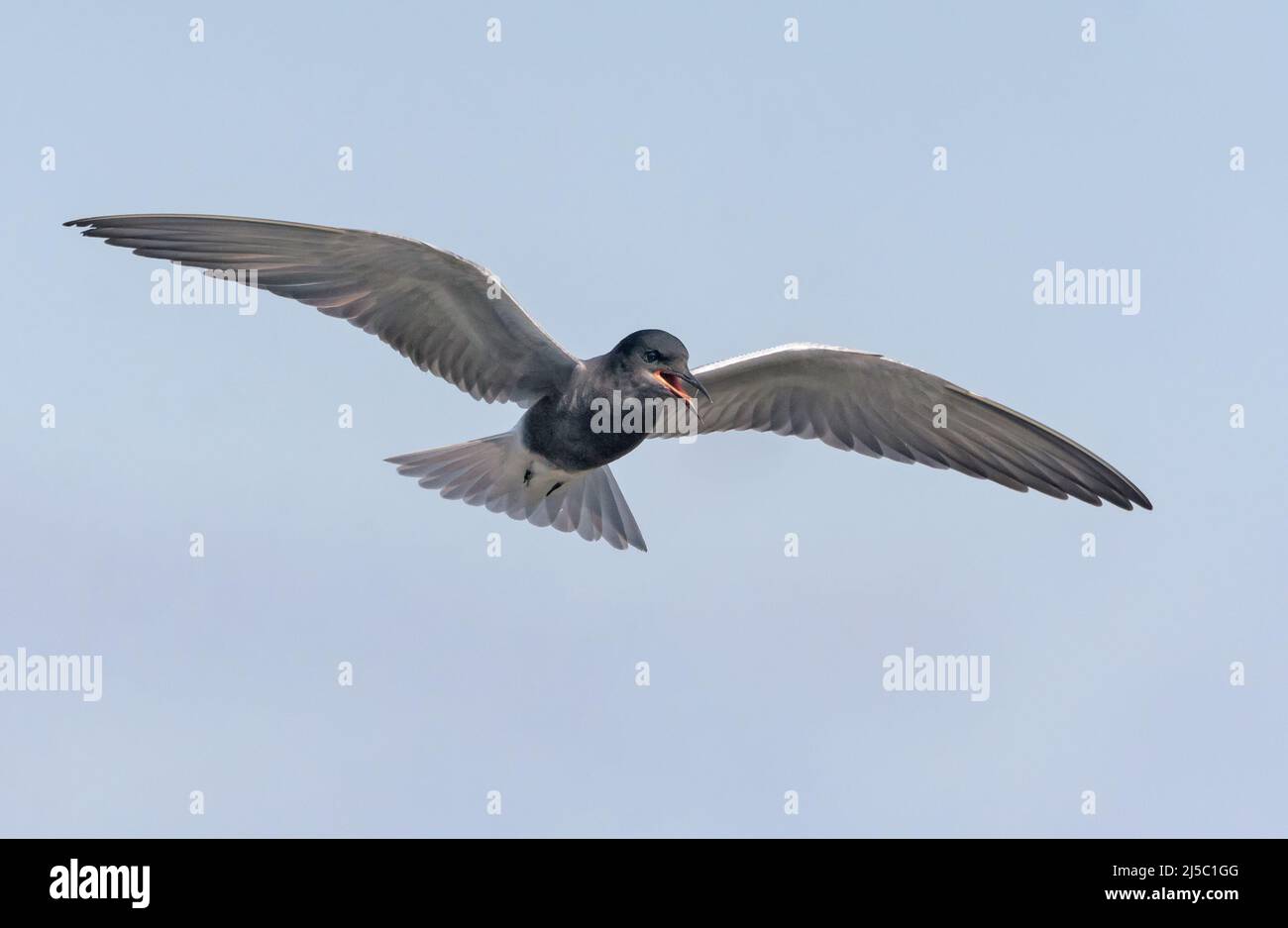 Adult Black tern (Chlidonias niger) vola nel cielo blu e chiama forte allarme Foto Stock