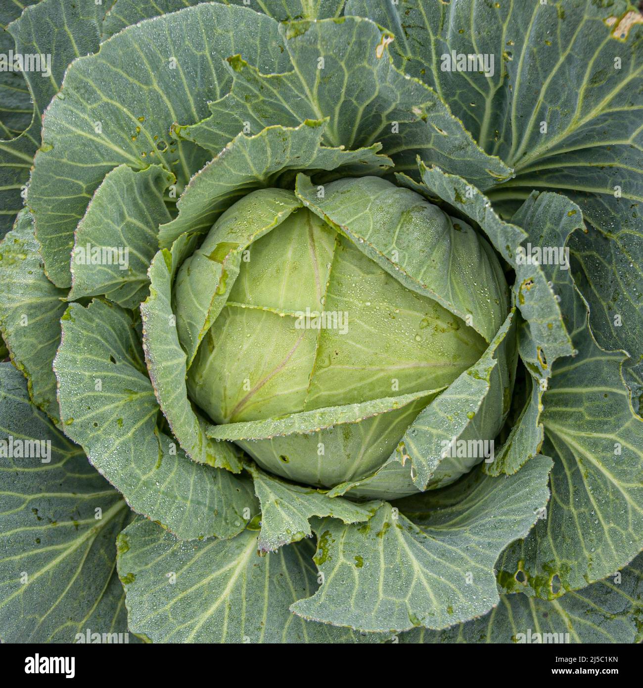 cavolo che cresce nel giardino da vicino Foto Stock