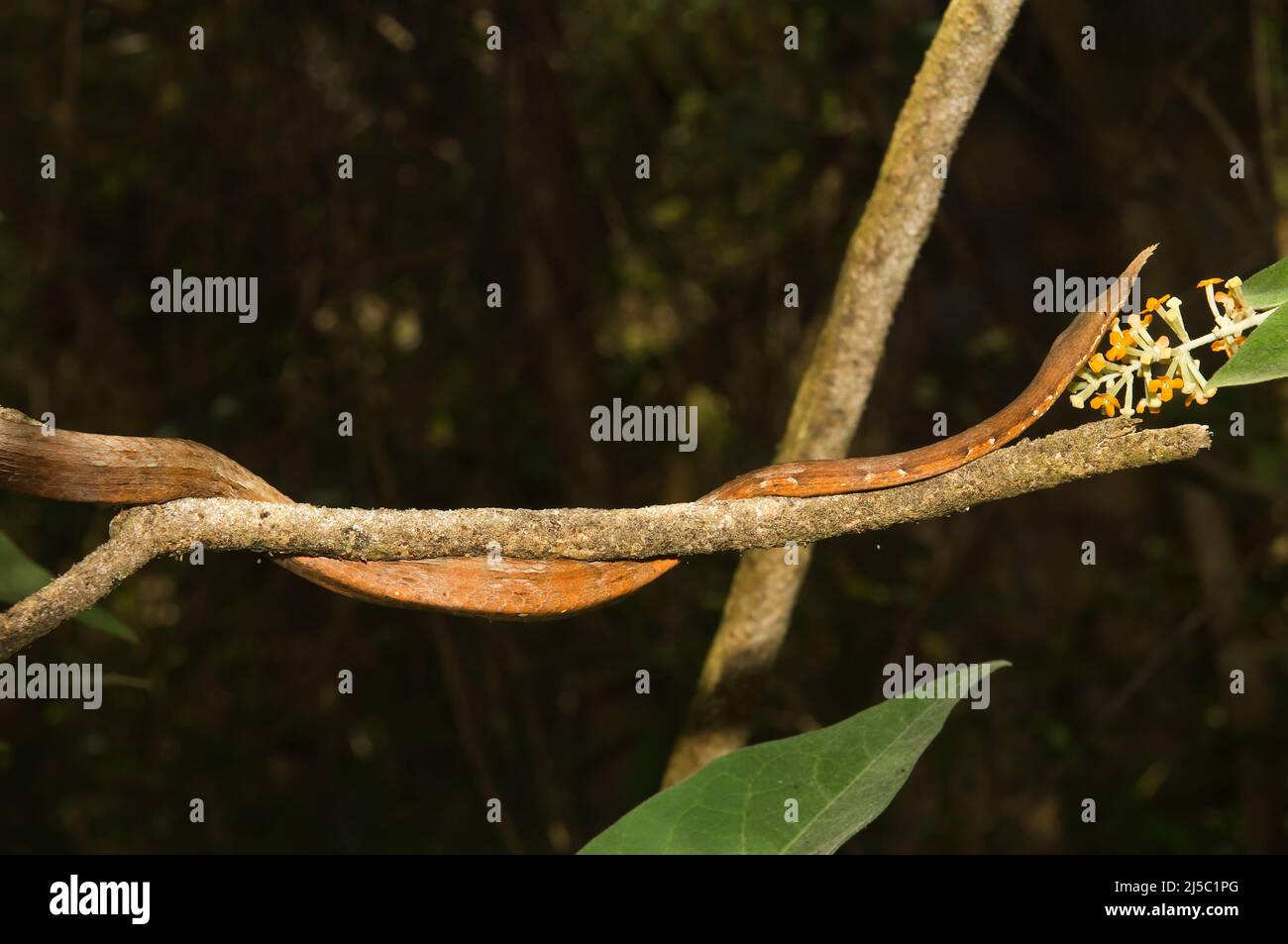 Spear-serpente naso (Langaha madagascariensis), Madagascar Foto Stock