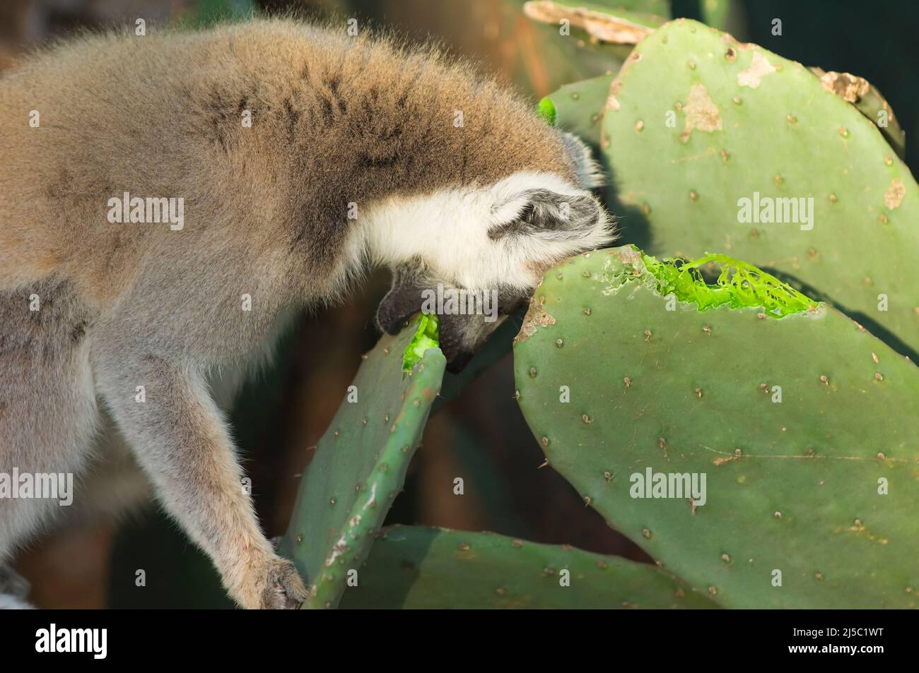 Lemur (Lemur catta) a coda d'anello che si nutrono di cactus, vicino minacciato, riserva naturale berenty, Madagascar Foto Stock