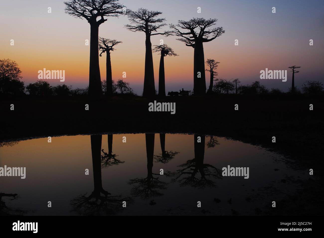 Il baobab (Adansonia Grandidieri) al tramonto, Morondava, Madagascar Foto Stock