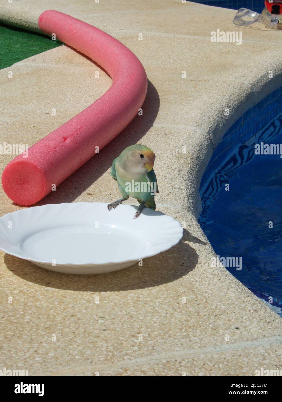 Fidarsi del budgie giallo-verde siede su un bordo della piastra vicino ad una piscina. Uno spaghetti rossi sullo sfondo Foto Stock