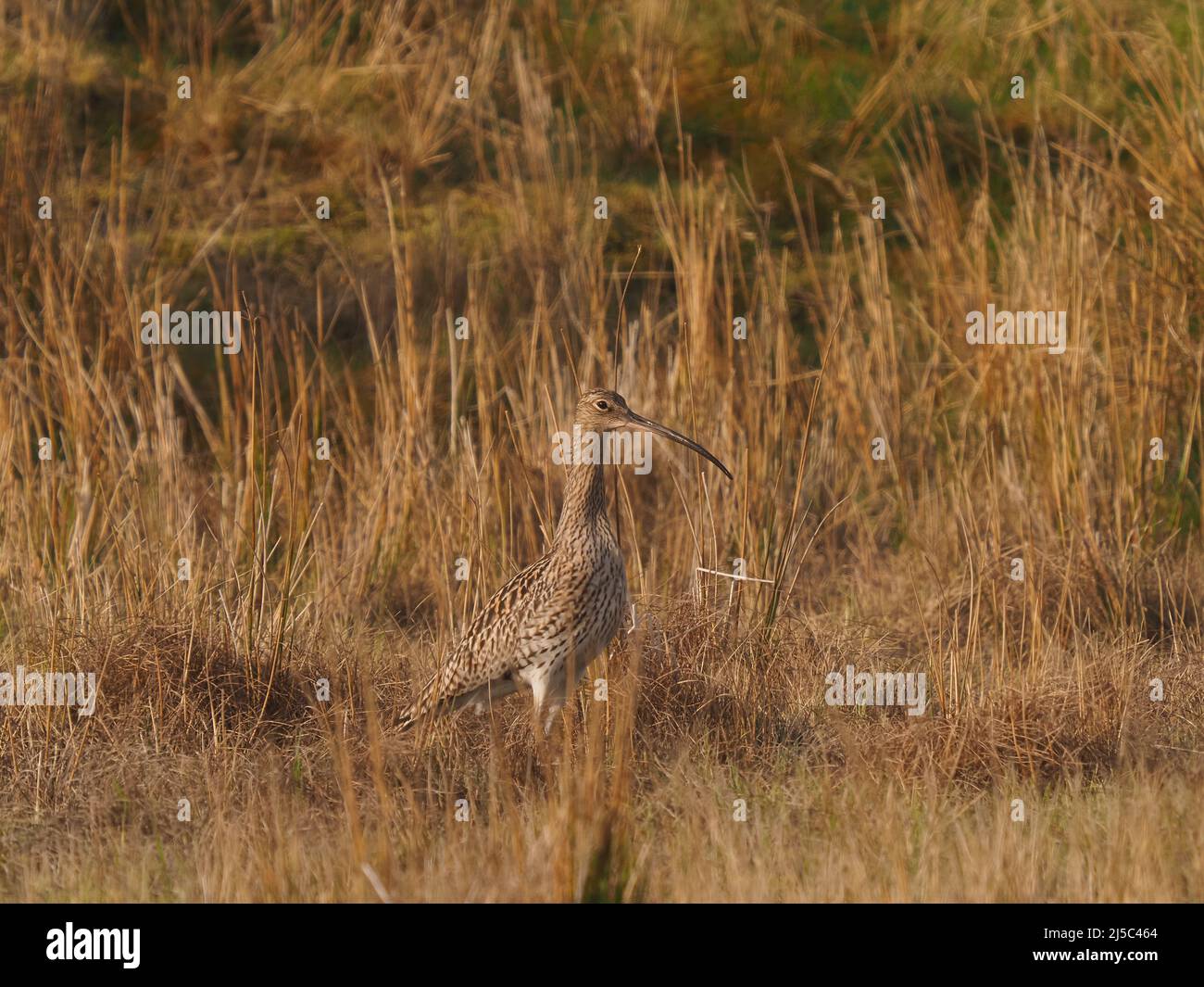 Riccio in habitat di allevamento nella brughiera del Galles del Nord Foto Stock