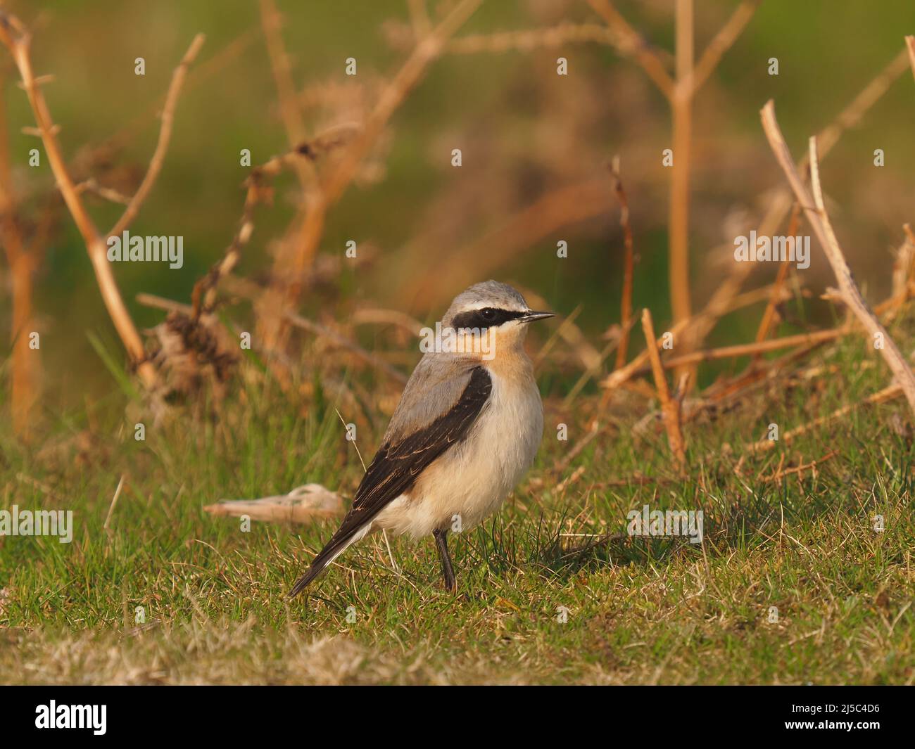 Questi primi Wheatear possono continuare la migrazione, anche se alcuni possono aver raggiunto il loro terreno di allevamento. Foto Stock