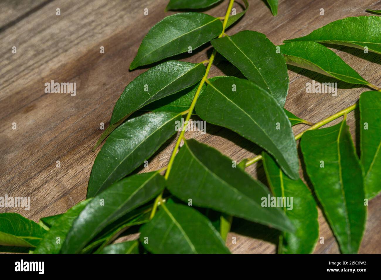Primo piano di foglie dell'albero di curry, Murraya koenigii o Bergera koenigii su un tavolo in legno di una cucina. E' un tr da tropicale a subtropicale Foto Stock
