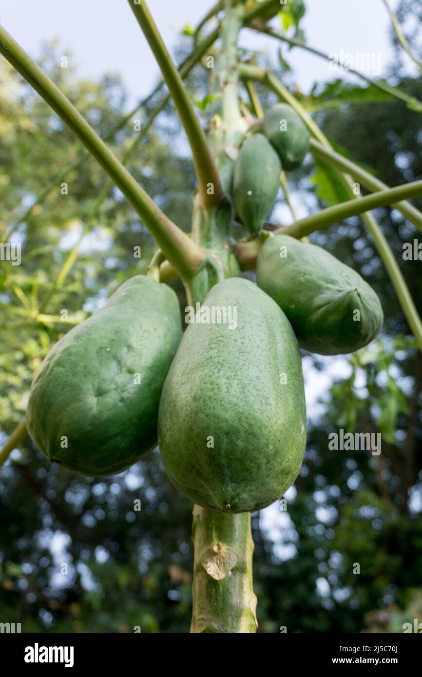 Un primo piano di papaya appeso in un albero in una fattoria biologica indiana. Papayas crescono in climi tropicali e sono anche conosciuti come papaws o pawpaws. Foto Stock