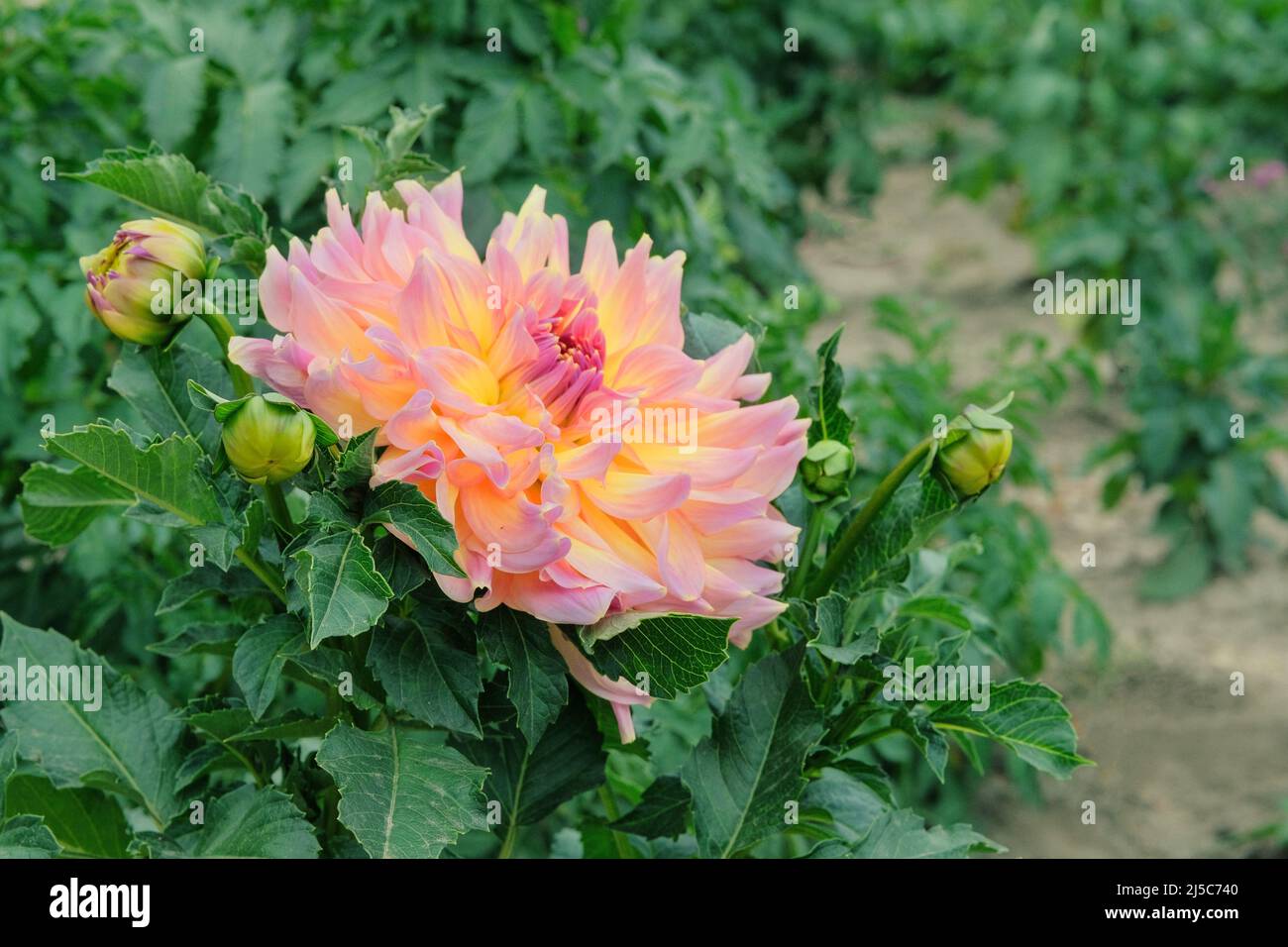 Dahilia in vivaio di giardinaggio. Sfondo naturale in fiore. Acqua pipa fiore. Primo piano. Foto Stock