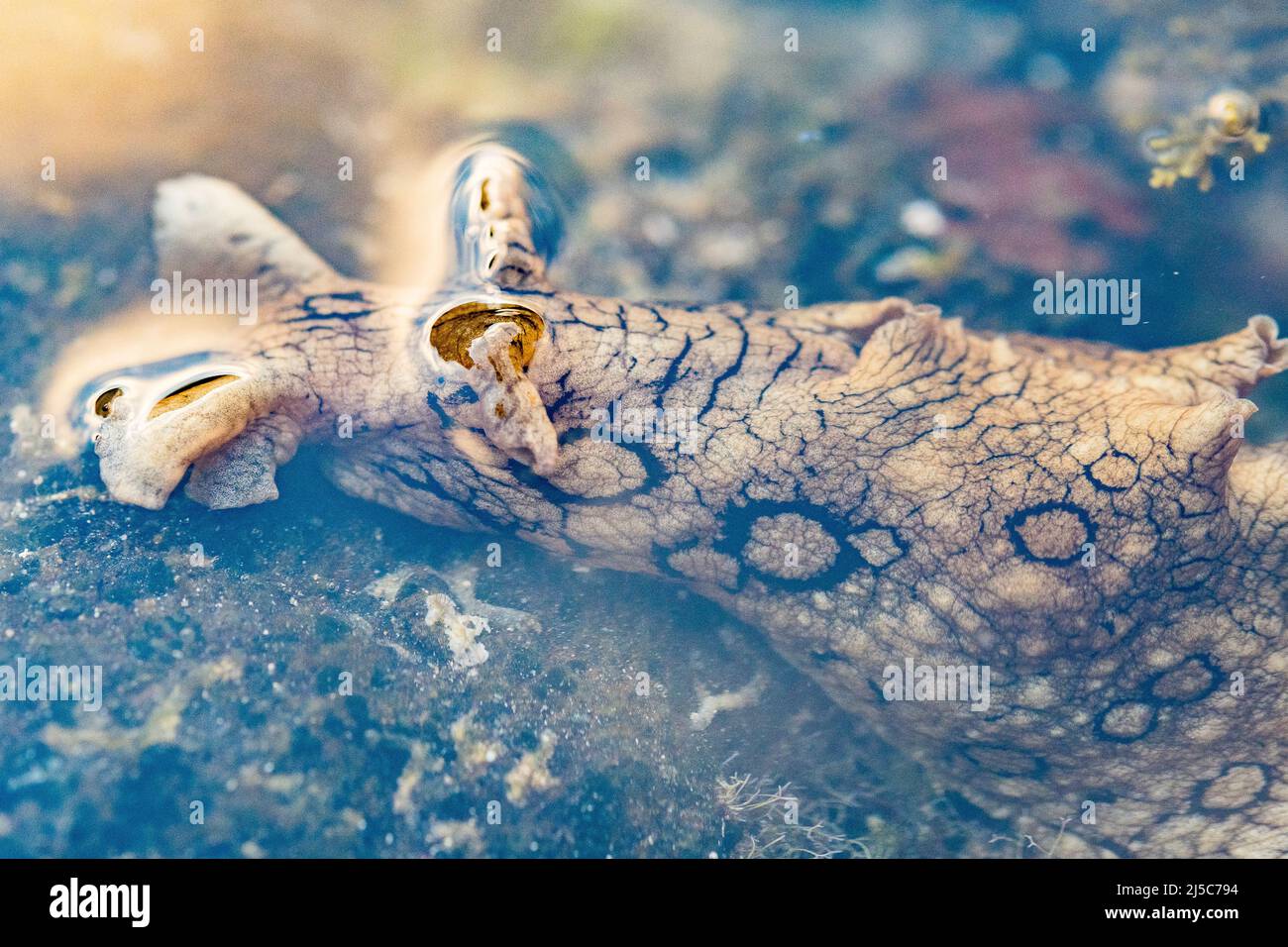 La lepre di mare (Aplysia dactylomela) è una specie di gasteropode marino appartenente alla famiglia delle Aplysiidae. Foto Stock