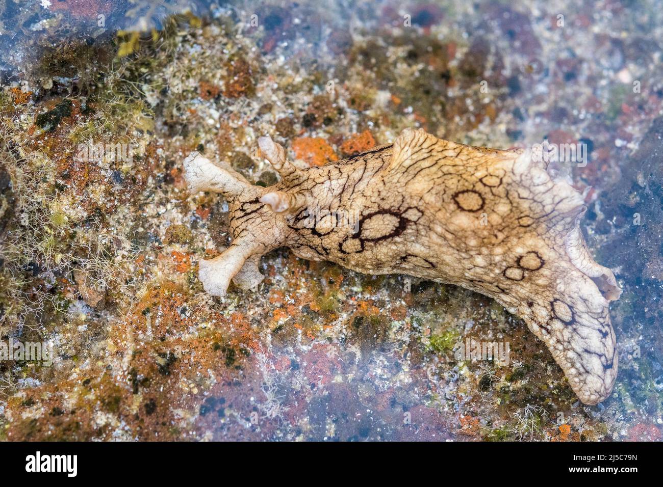 La lepre di mare (Aplysia dactylomela) è una specie di gasteropode marino appartenente alla famiglia delle Aplysiidae. Foto Stock