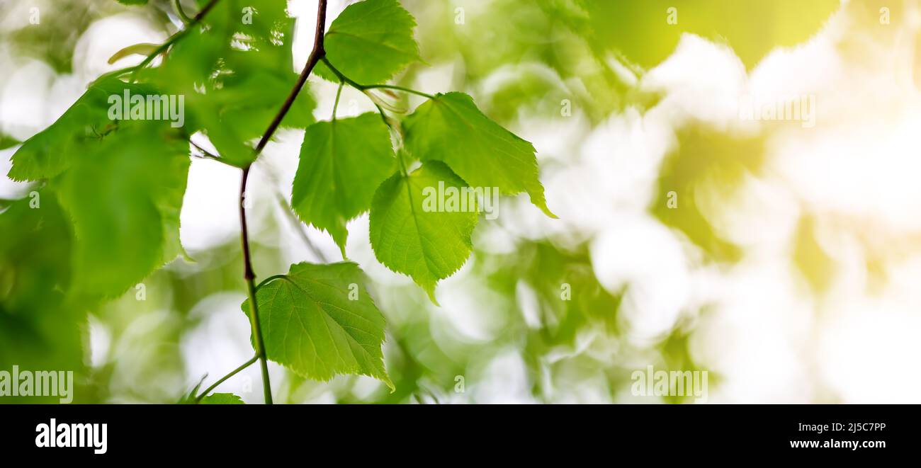 Primo piano dei rami di tiglio con giovani foglie verdi. Foto Stock