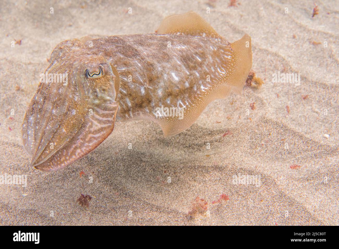 La seppia comune o seppia comune europea (Sepia officinalis) è una delle specie di seppia più grandi e conosciute. Foto Stock