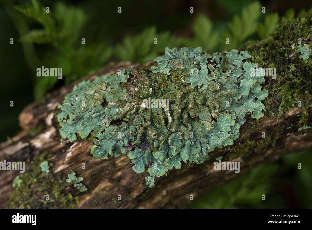 Punctelia sudrudecta su un ramo d'albero. Un lichen è un organismo composito derivante da alghe o cianobatteri che vivono tra filamenti di funghi multipli. Foto Stock