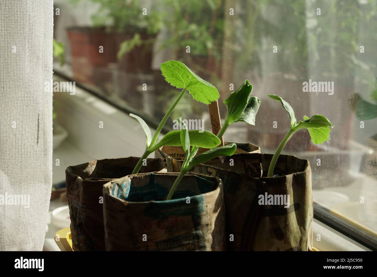 Piantare giovani pianta su una davanzale della finestra a casa. Campione di piantare semi nei vasi di carta della forma 'di voi stessi'. Il cetriolo piante che crescono modello. Foto Stock