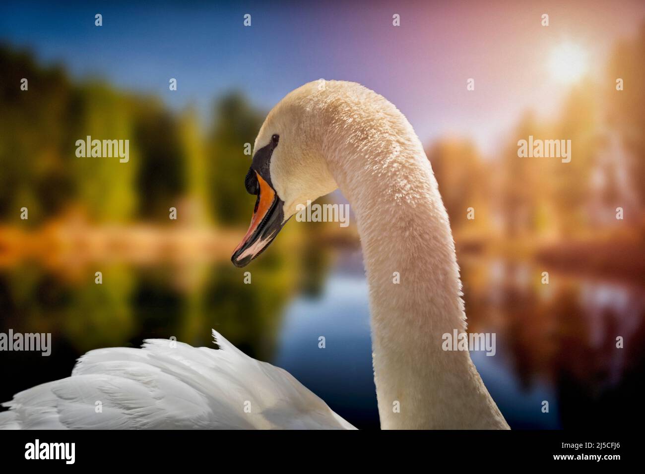 DE - BAVIERA: Vista ravvicinata del cigno bianco al Pondweiher vicino Bichl (Oberbayern) Foto Stock