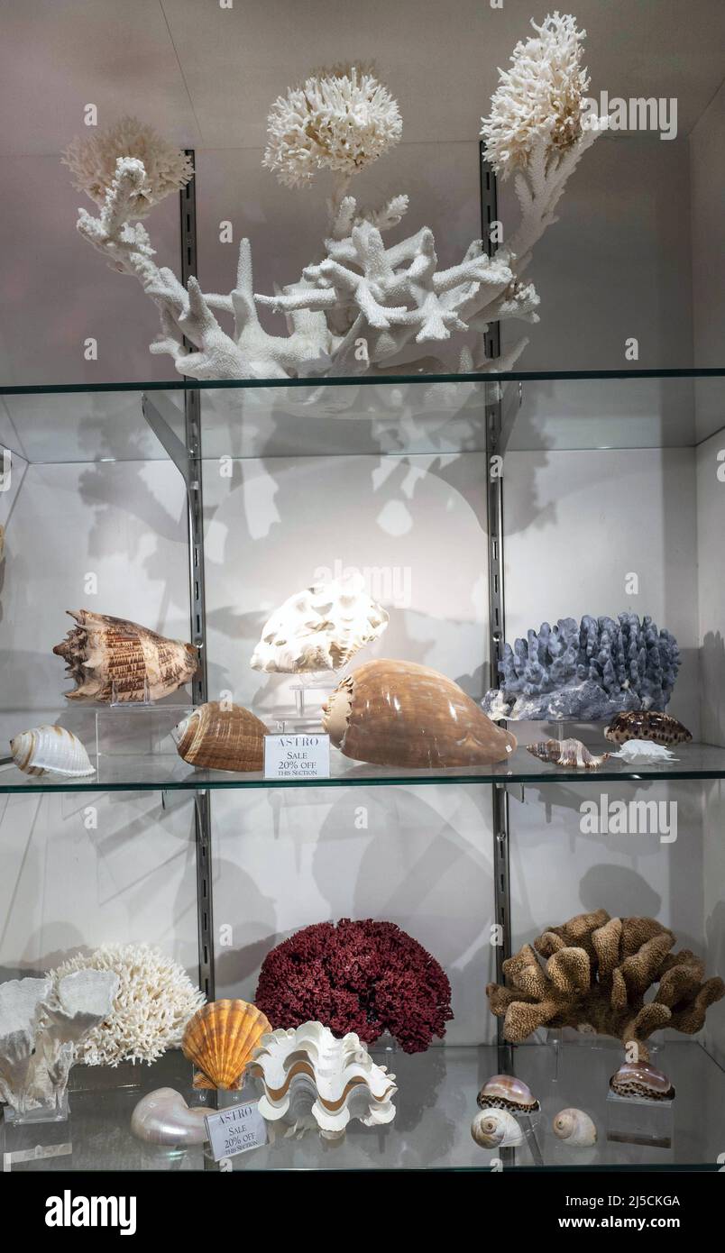 USA, New York, 06 settembre 2019 Astro Gallery Nature Store a Manhattan il 06 settembre 2019 lumache di mare e coralli. [traduzione automatizzata] Foto Stock