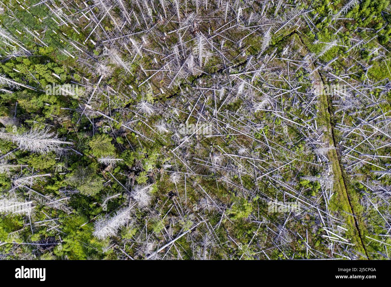 Oderbrueck, DEU, 19.07.2020 - veduta aerea di alberi di abete morto, a causa dell'infestazione del coleottero della corteccia. Le silhouette grigie di spruche morte si innalzano nel cielo o si stendono selvaggiamente l'una sull'altra. Ma anche se molti alberi morti possono essere visti, questa foresta è viva e dinamica come raramente prima. Nel Parco Nazionale dell'Harz gli scarafaggi non sono combattuti. Essi contribuiscono a trasformare le foreste precedentemente gestite in foreste naturali e selvatiche con una varietà di strutture. [traduzione automatizzata] Foto Stock