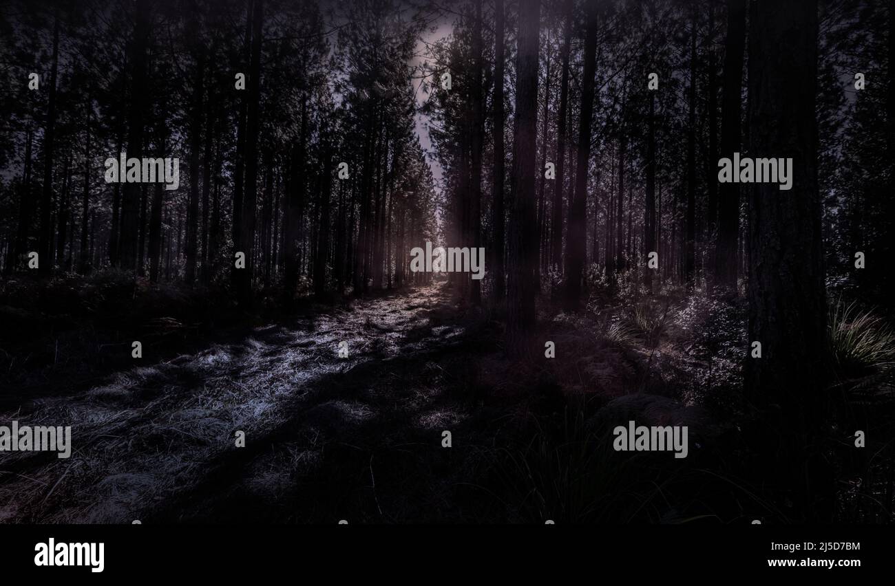 Foresta di pino oscura e spaventosa - percorso di pernice Foto Stock