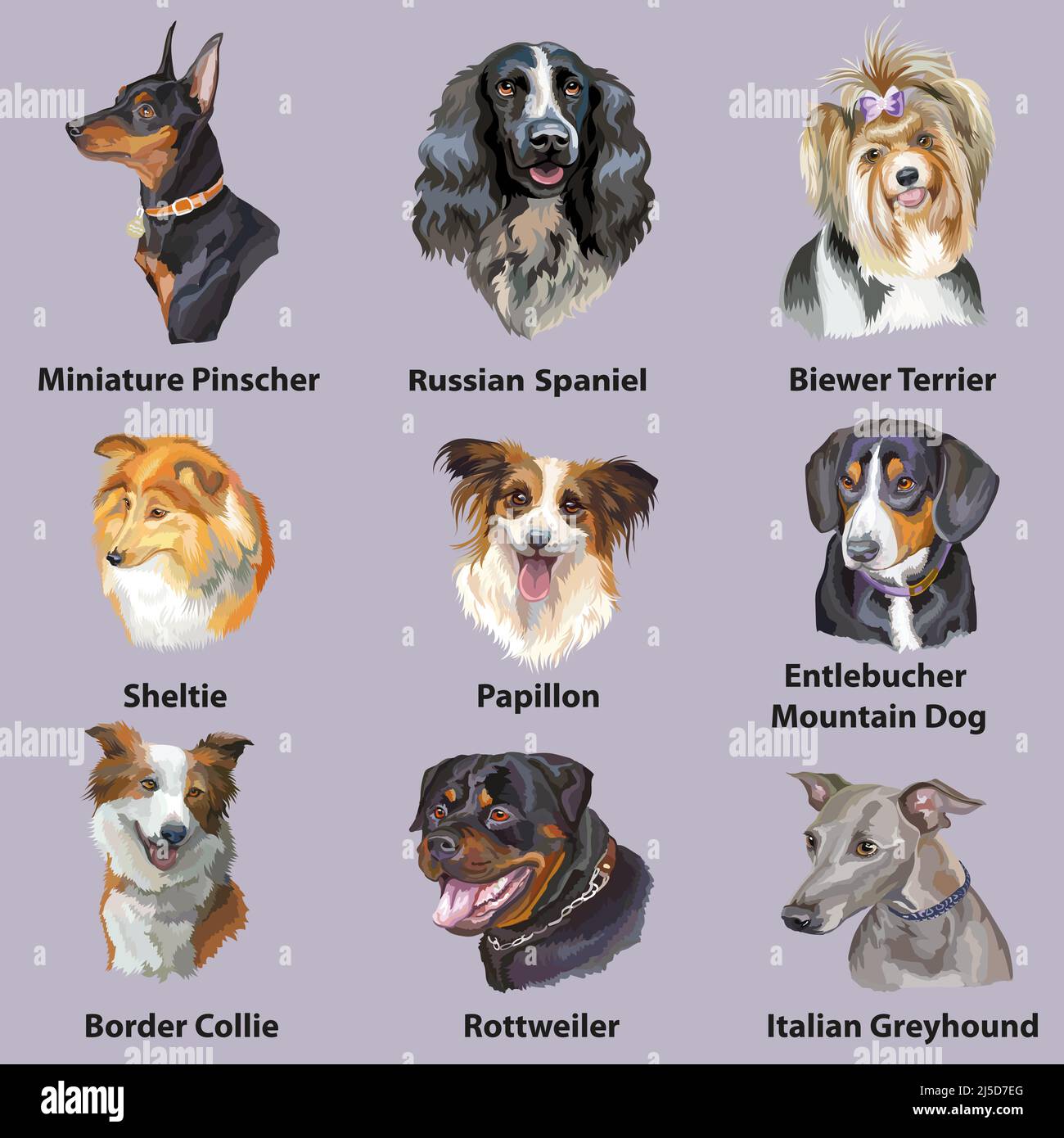 Set di ritratti vettoriali colorati e realistici di razze di cani. Illustrazione isolata dal vettore. Collie di bordo, spaniel, pinscher, whippet, rottweiler. Per pr Illustrazione Vettoriale