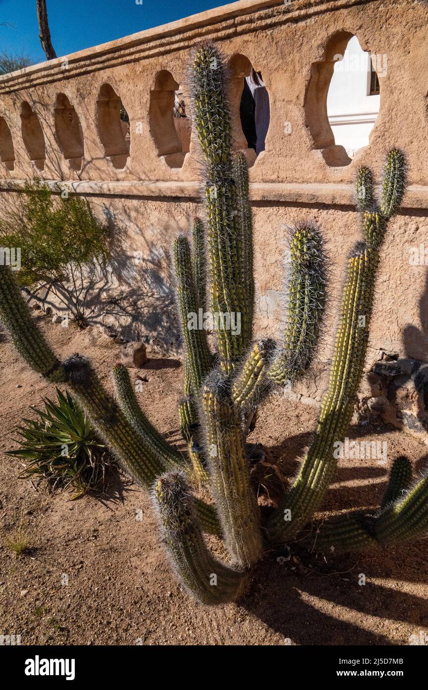 Una passeggiata nel deserto nel sud dell'Arizona dove si possono vedere cactus di vari tipi, laghi e palme vicino a una chiesa storica missione. Foto Stock