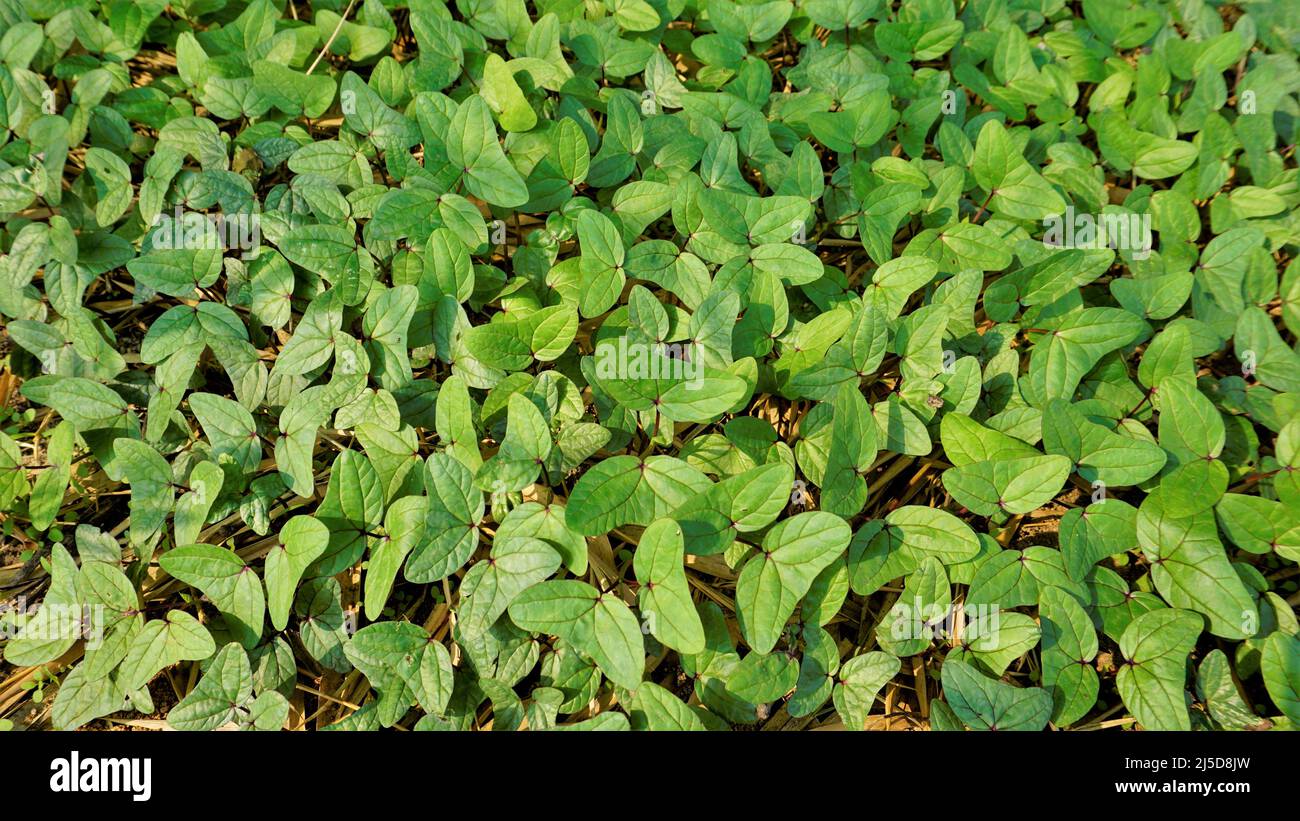 Immagine con motivo di sfondo naturale a doppia lamina a forma di triangolo. Rara pianta avvistata in BTM o Madiwala lago Bangalore Foto Stock