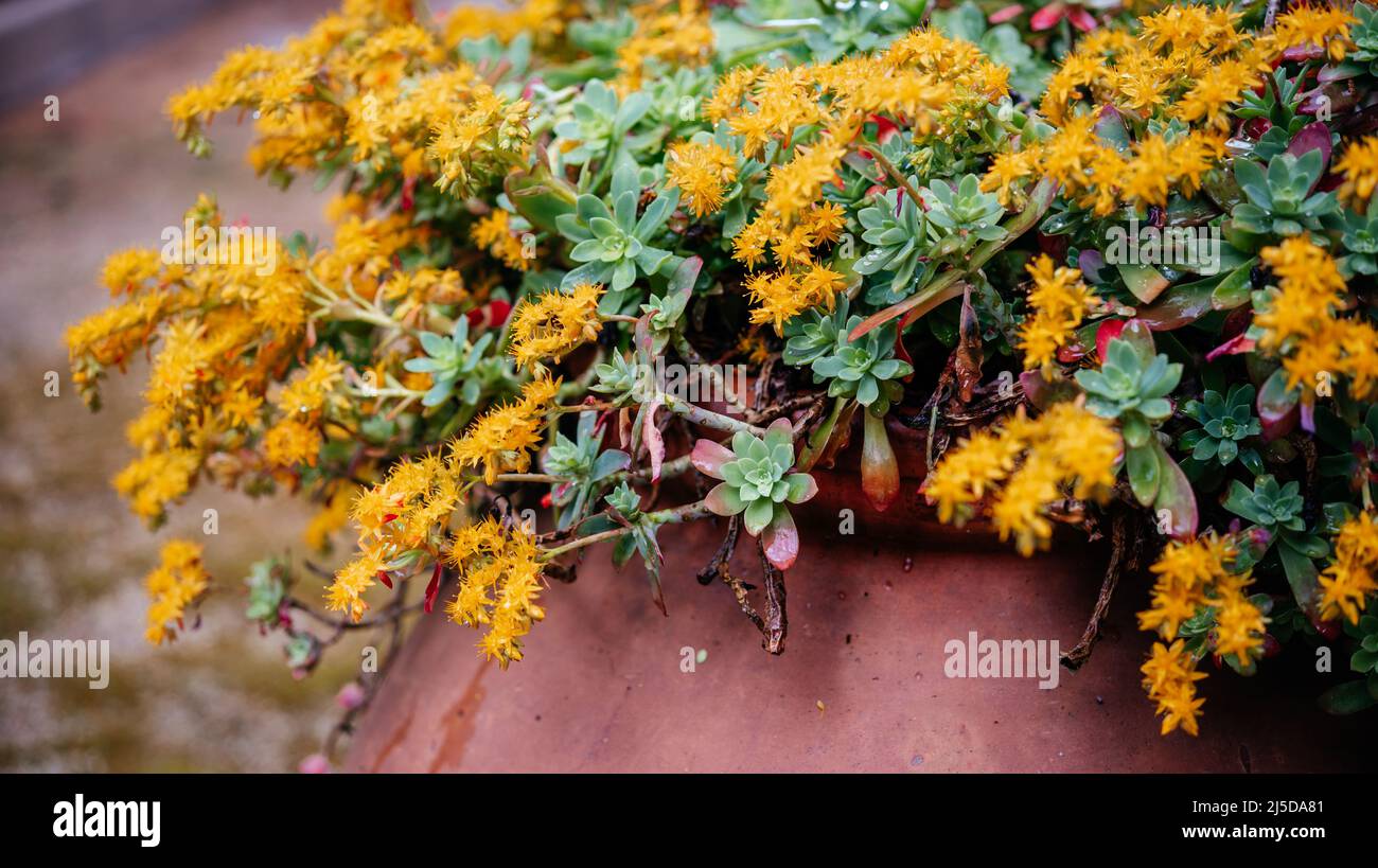 Sedum di piante succulente palmeri con fiori gialli Foto Stock