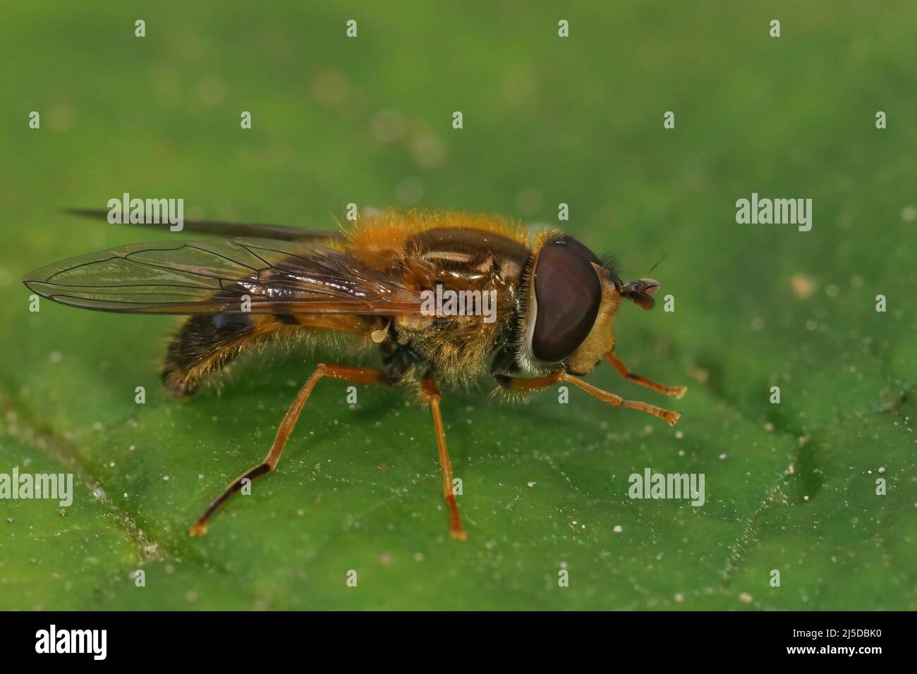 Primo piano dettagliato su una specie europea di hoverfly, Epistrophe eligans seduto su una foglia verde Foto Stock
