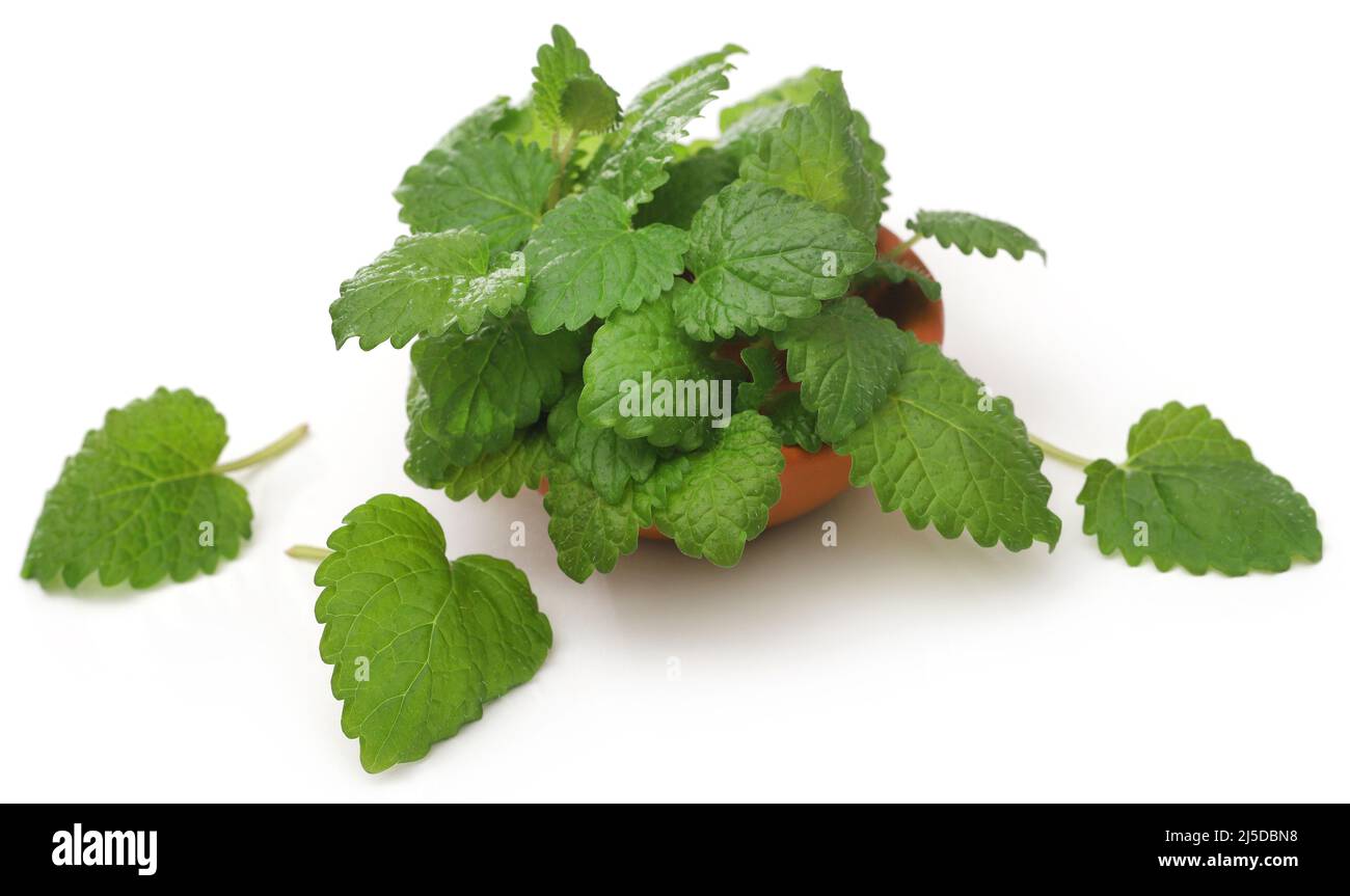 Balsamo al limone fresco e organico su sfondo bianco Foto Stock