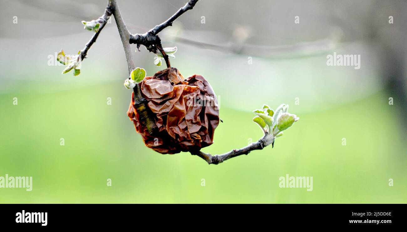 Primo piano di germogli di mele e mele marciume su un ramoscello. Nuova vita e concetto di primavera. Foto Stock