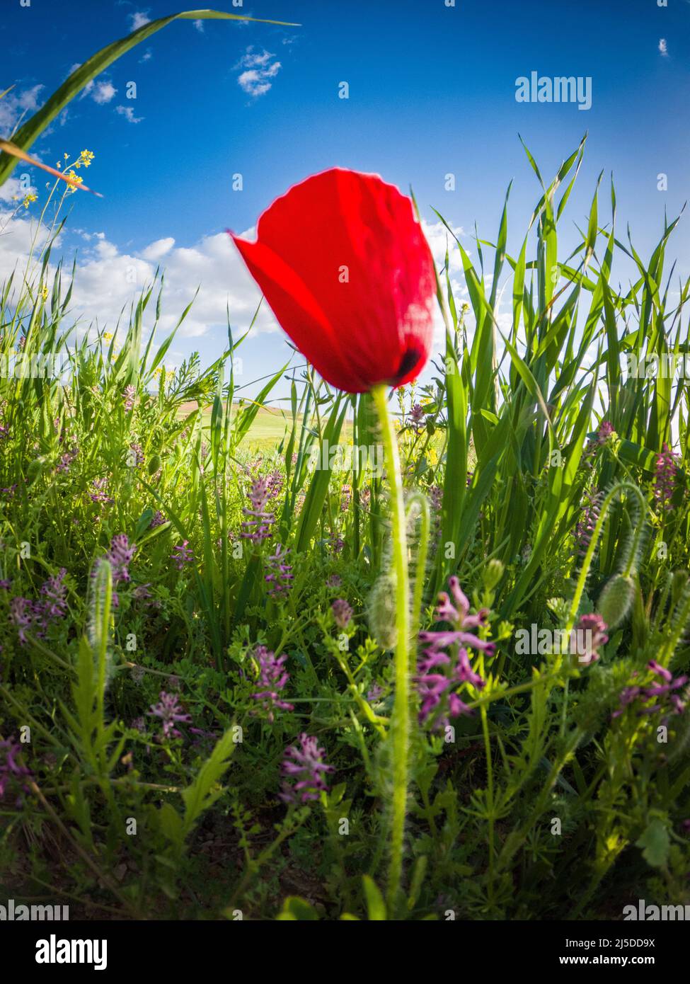 Fiore di papavero nel campo verde Foto Stock