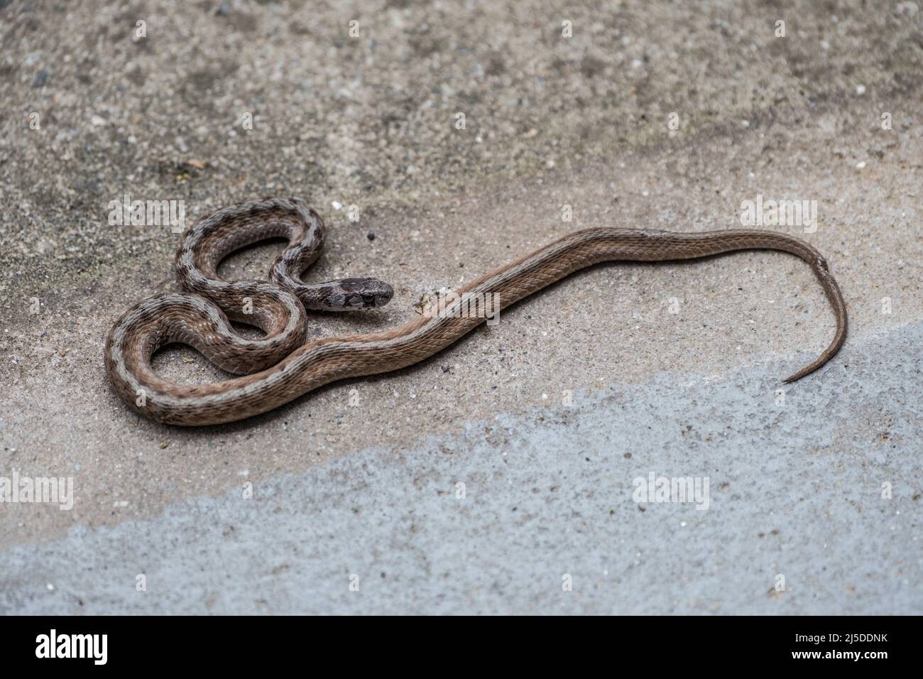 Il serpente marrone di Dekay dell'adulto anche conosciuto come appena un serpente marrone che prende il sole sul viale di cemento ha arricciato su un serpente non-venomous con le macchie e un occhio rotondo Foto Stock