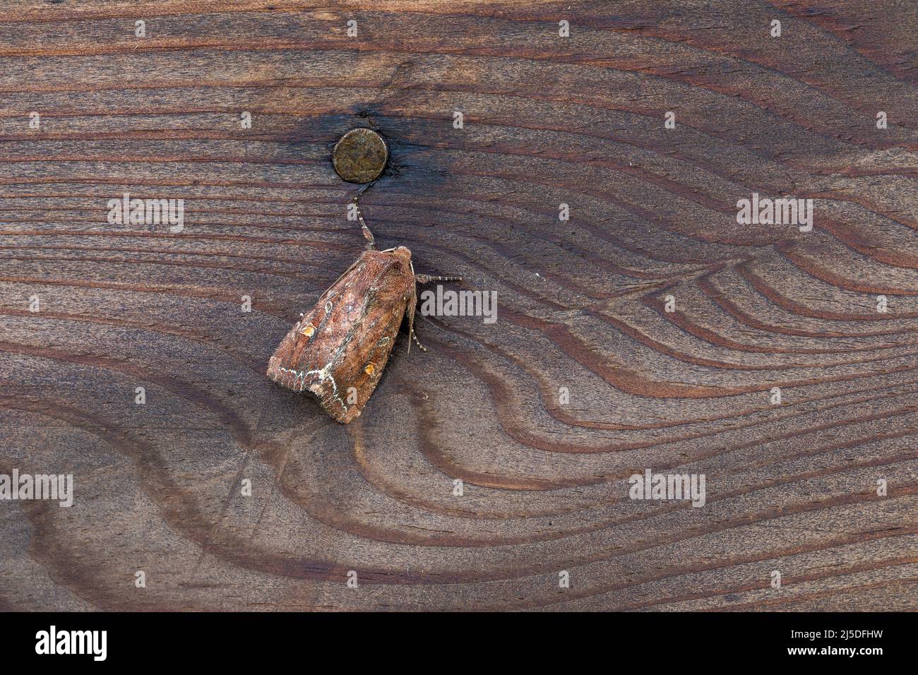 Bright Line Brown Eye Moth; Lacanobia oleracea; UK Foto Stock