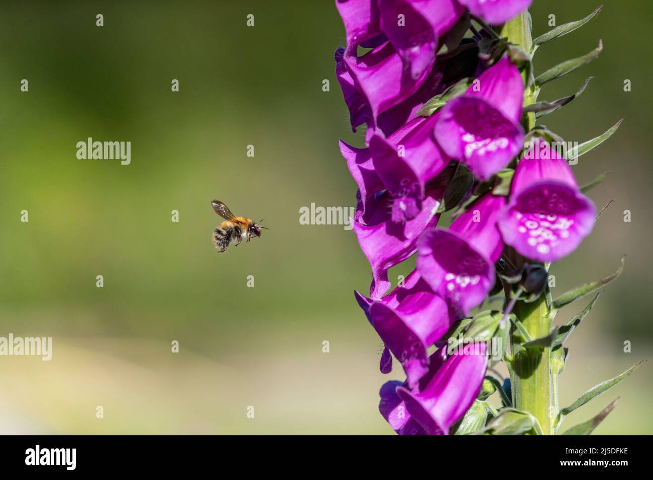 Bee carder comune; Bombus pascuorum; avvicinarsi Foxglove fiore; Regno Unito Foto Stock