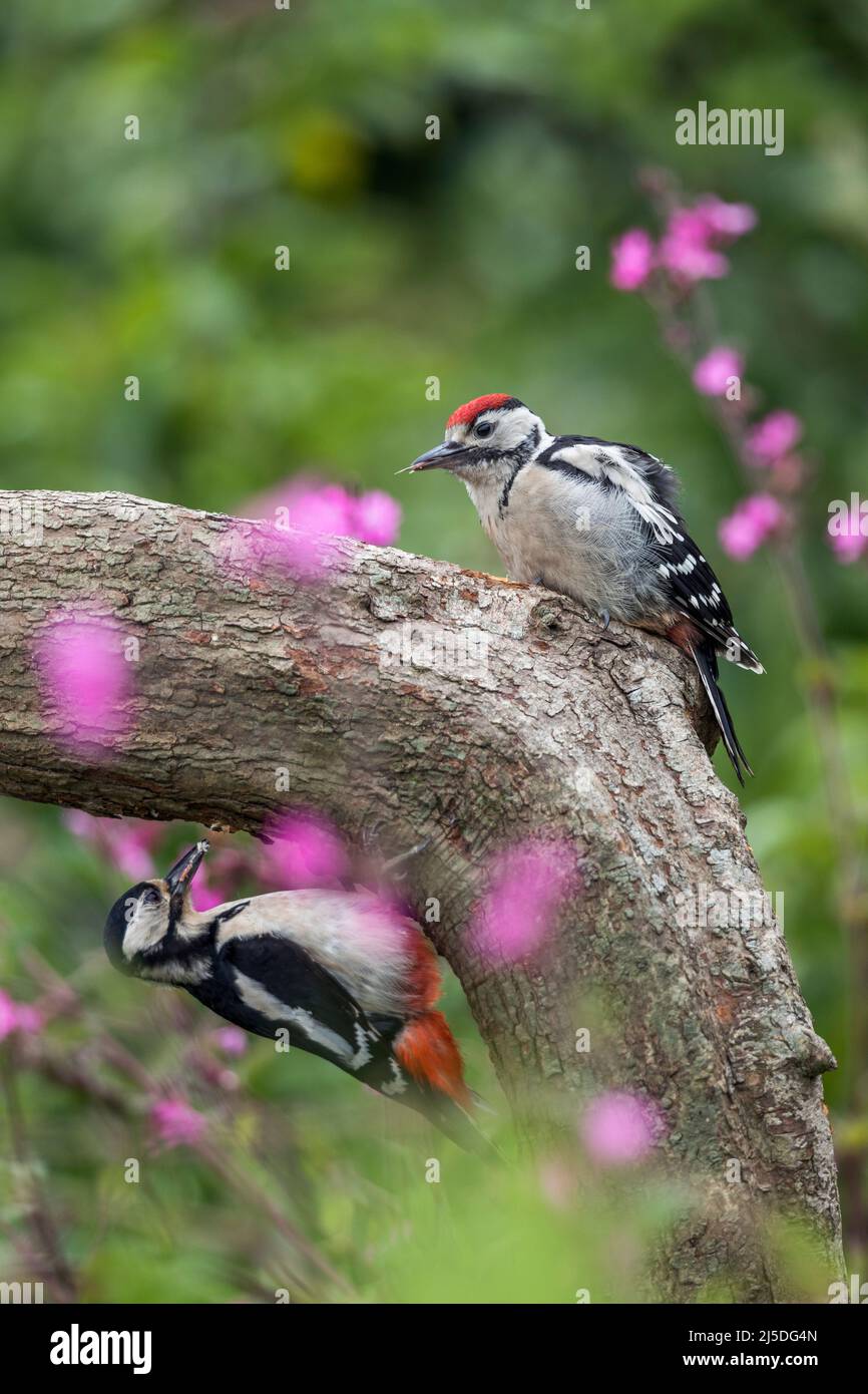 Grande Spotted Woodpecker; Dendrocopos maggiore; femmina e giovane sul Log; UK Foto Stock