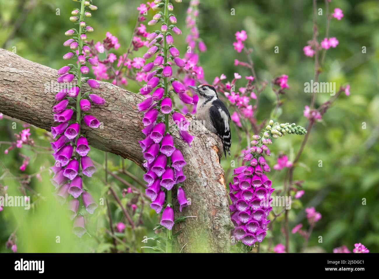 Great Spotted Woodpecker; Dendrocopos Major; Young; UK Foto Stock