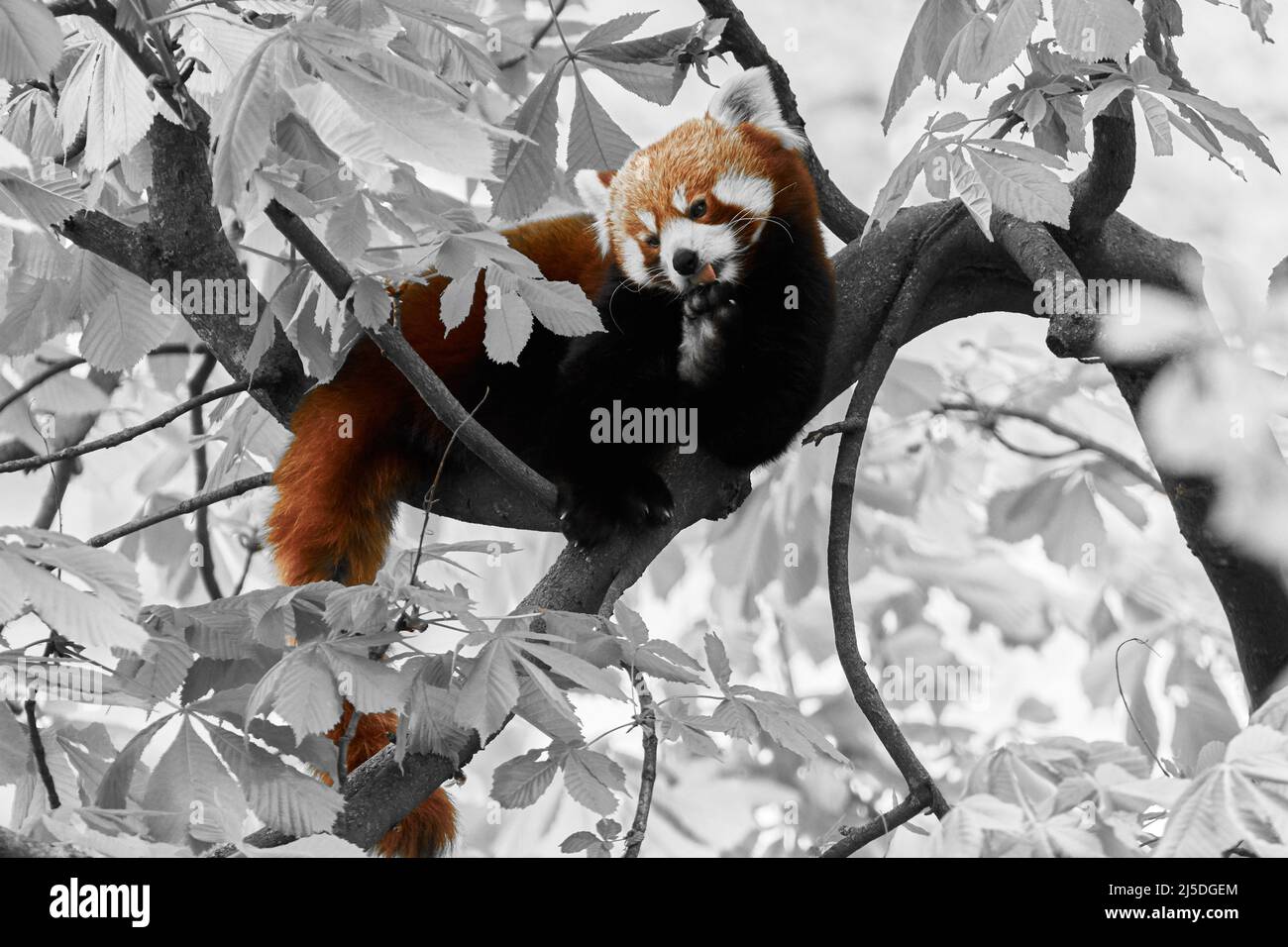 Panda rosso (Ailurus fulgens) pulendosi su un ramo alto nell'albero Foto Stock