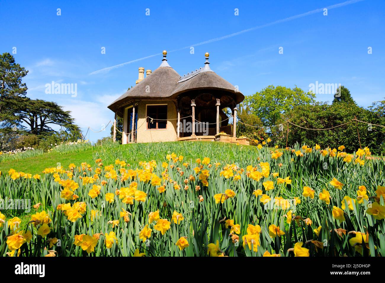 Cottage Svizzero con tetto in paglia con dafodils, Giardino Svizzero, tenuta Old Warden Shuttleworth. Bedfordshire, Inghilterra Foto Stock