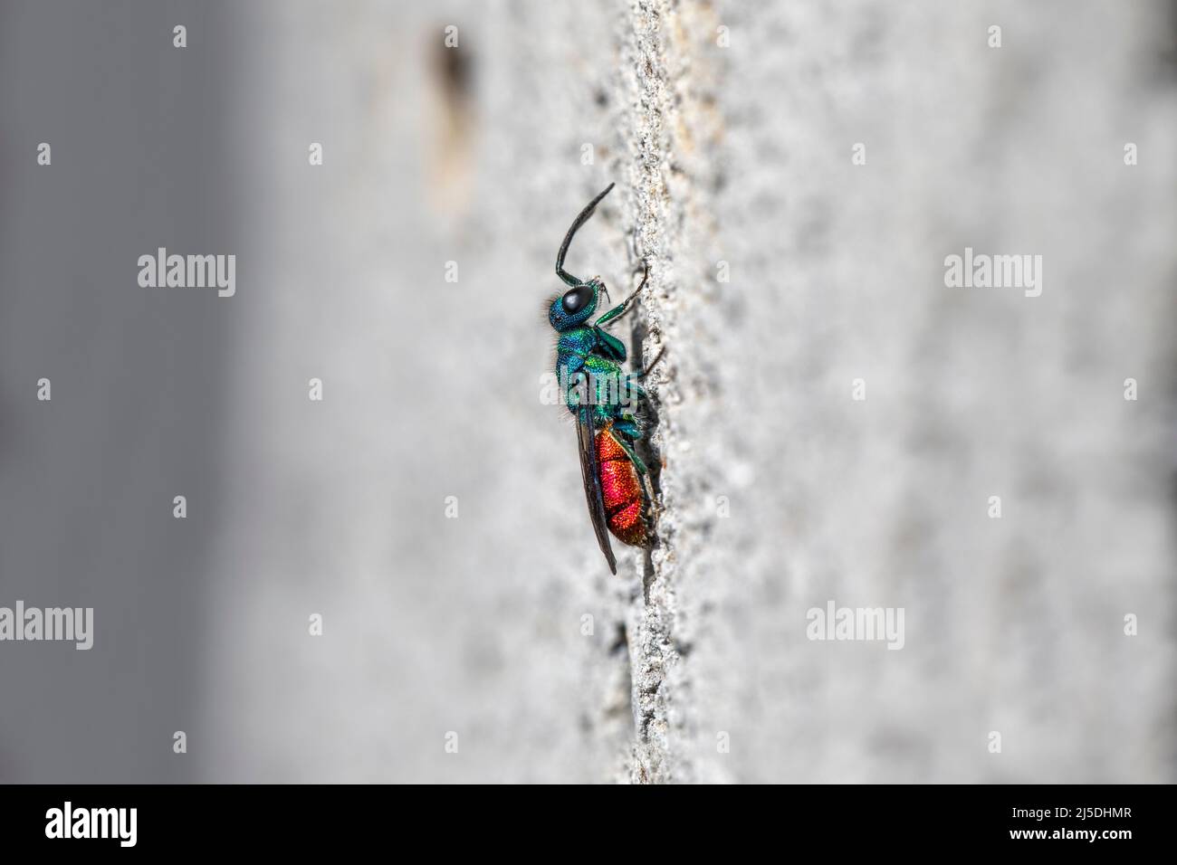 Wasp con coda di rubino; Chrysis ignita; UK Foto Stock
