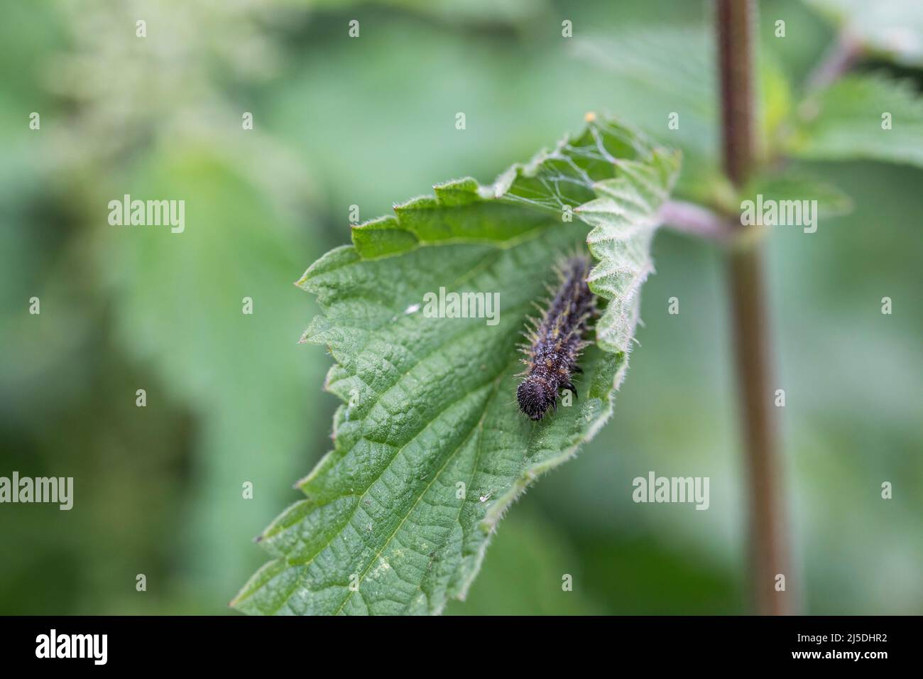 Small Tortoiseshell Caterpillar; Aglais urticae; on Nettle Leaf; UK Foto Stock