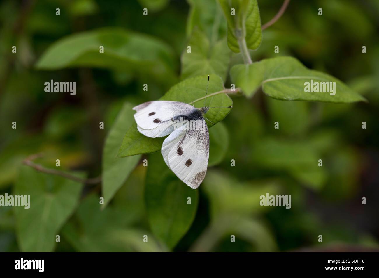 Piccola farfalla bianca; Pieris rapae; su menta; UK Foto Stock