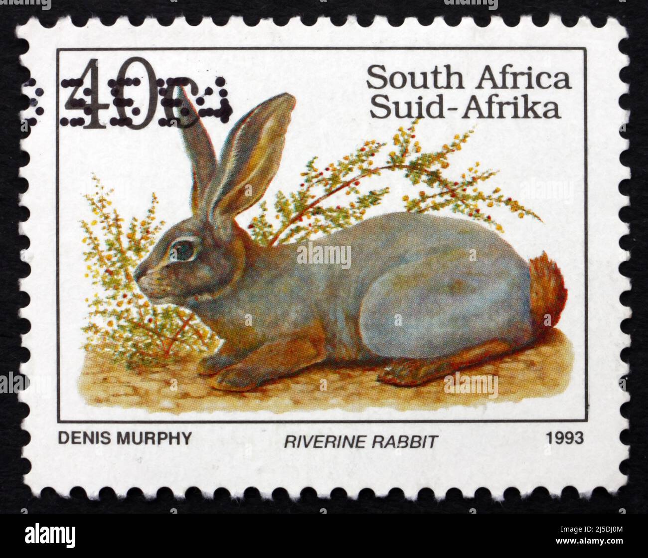 SUD AFRICA - CIRCA 1993: Un francobollo stampato in Sudafrica mostra Riverine Rabbit, Bunolagus Monticularis, è uno dei mammiferi più minacciati nel WOR Foto Stock