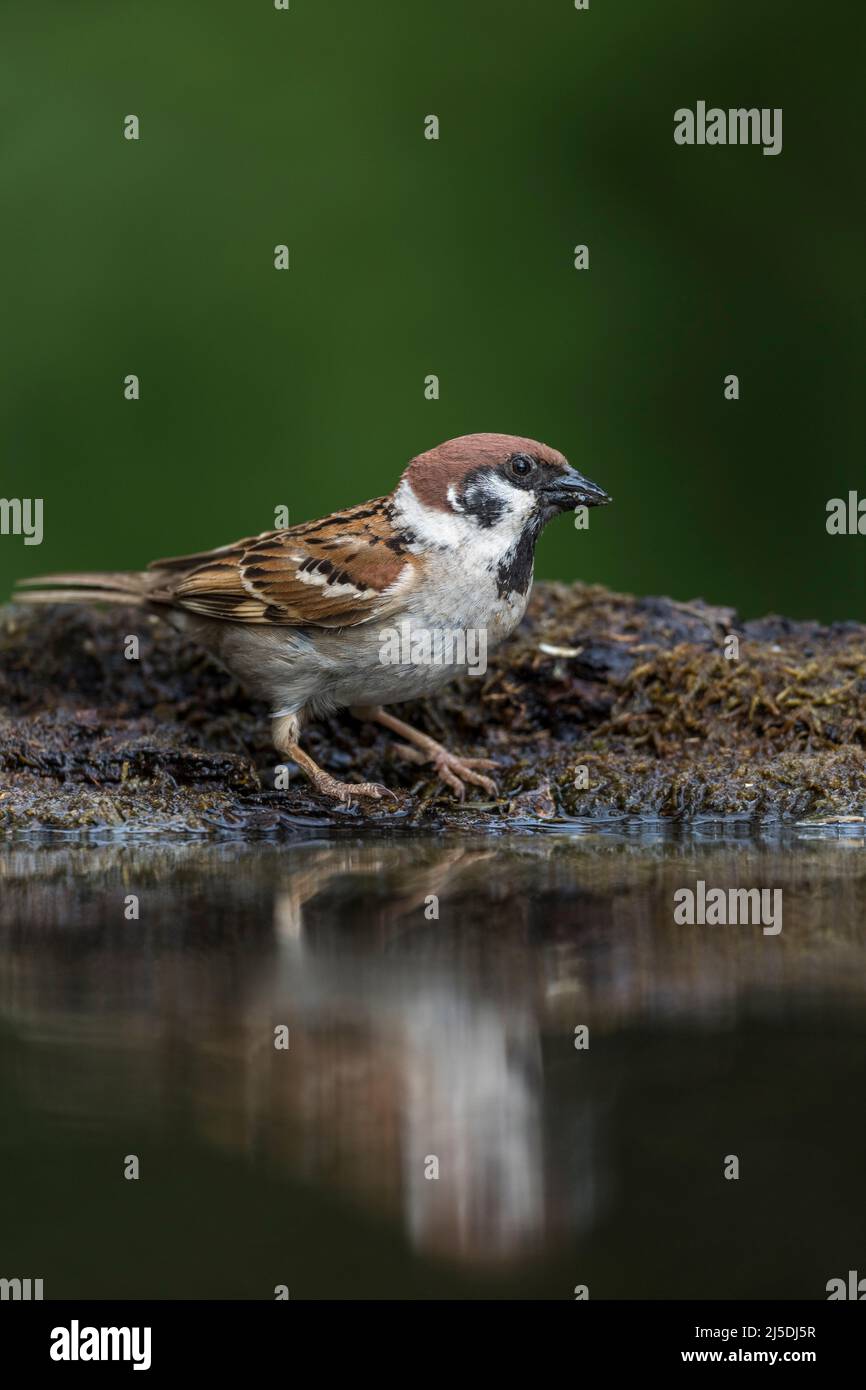 Tree Sparrow; Passer montanus; bere; UK Foto Stock