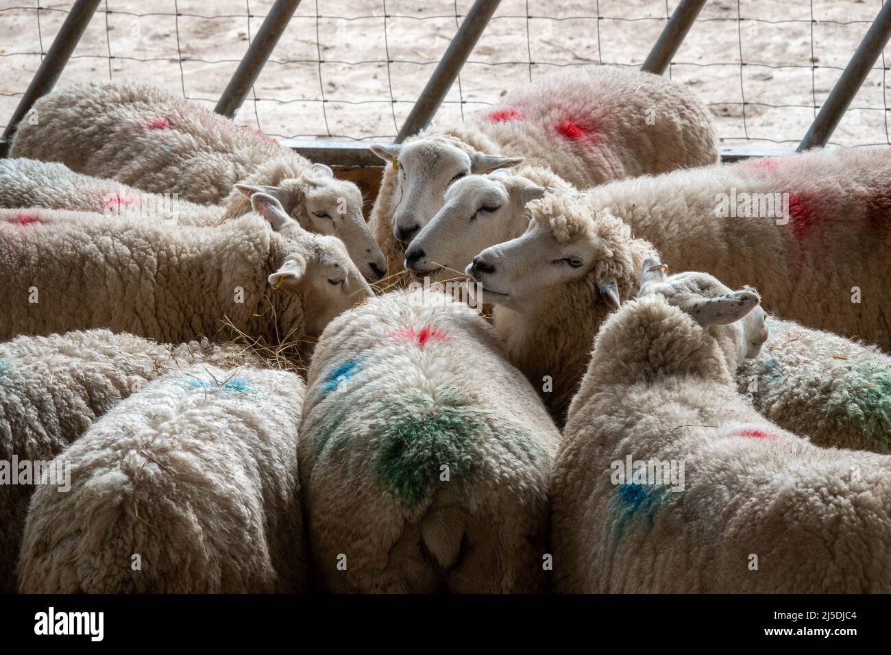 un cerchio di pecore in piedi insieme Foto Stock