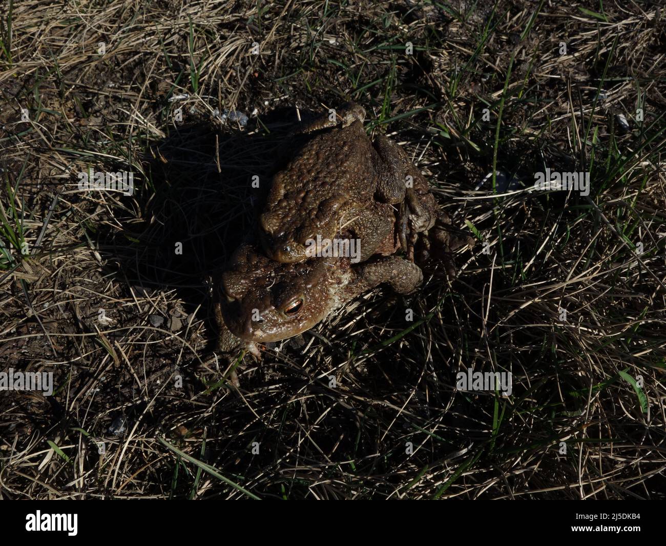 Un ragazzo maschio cavalca il pig indietro su una femmina, foto perfetta del calendario. Foto Stock