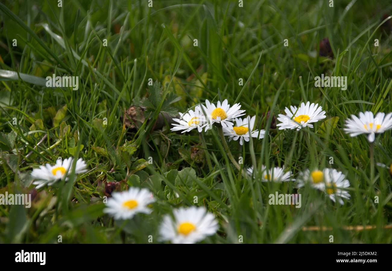 Fiori in primavera in erba Foto Stock