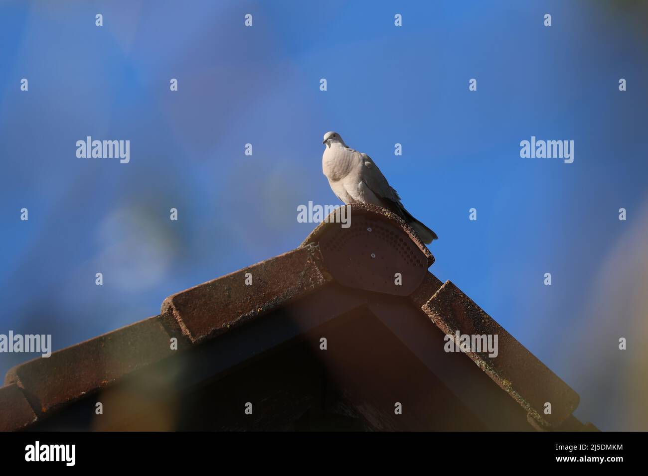 Un piccione si siede alto sul tetto di una casa. Foto Stock