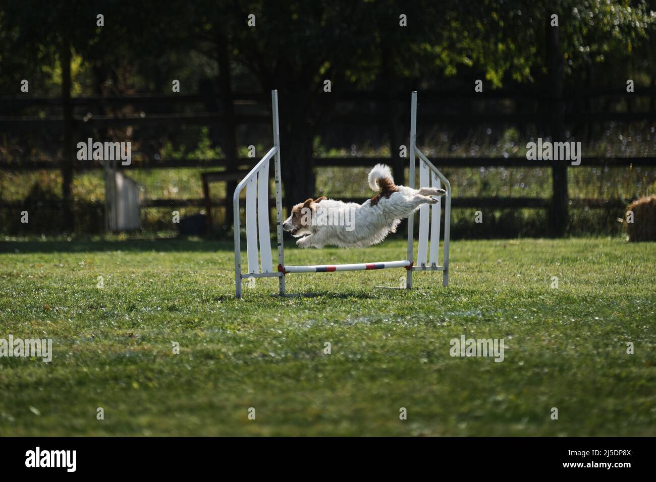 Il filo capelli Jack Russell Terrier salta sopra barriera speciale alle competizioni di agilità. Sport per cani di qualsiasi razza e anche senza razza, mestizos e. Foto Stock