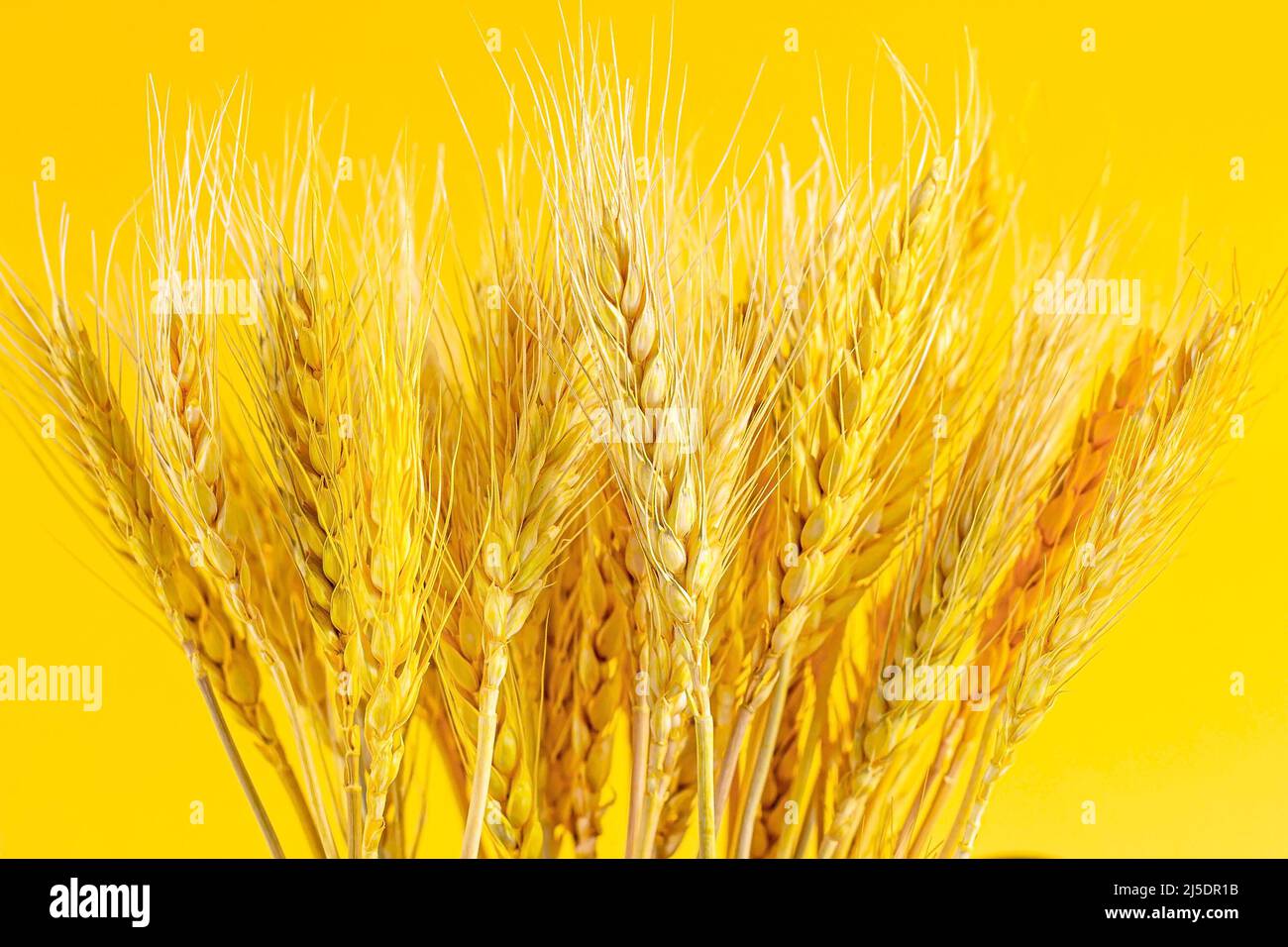 Punte e steli di grano brillanti su sfondo giallo brillante. Foto Stock
