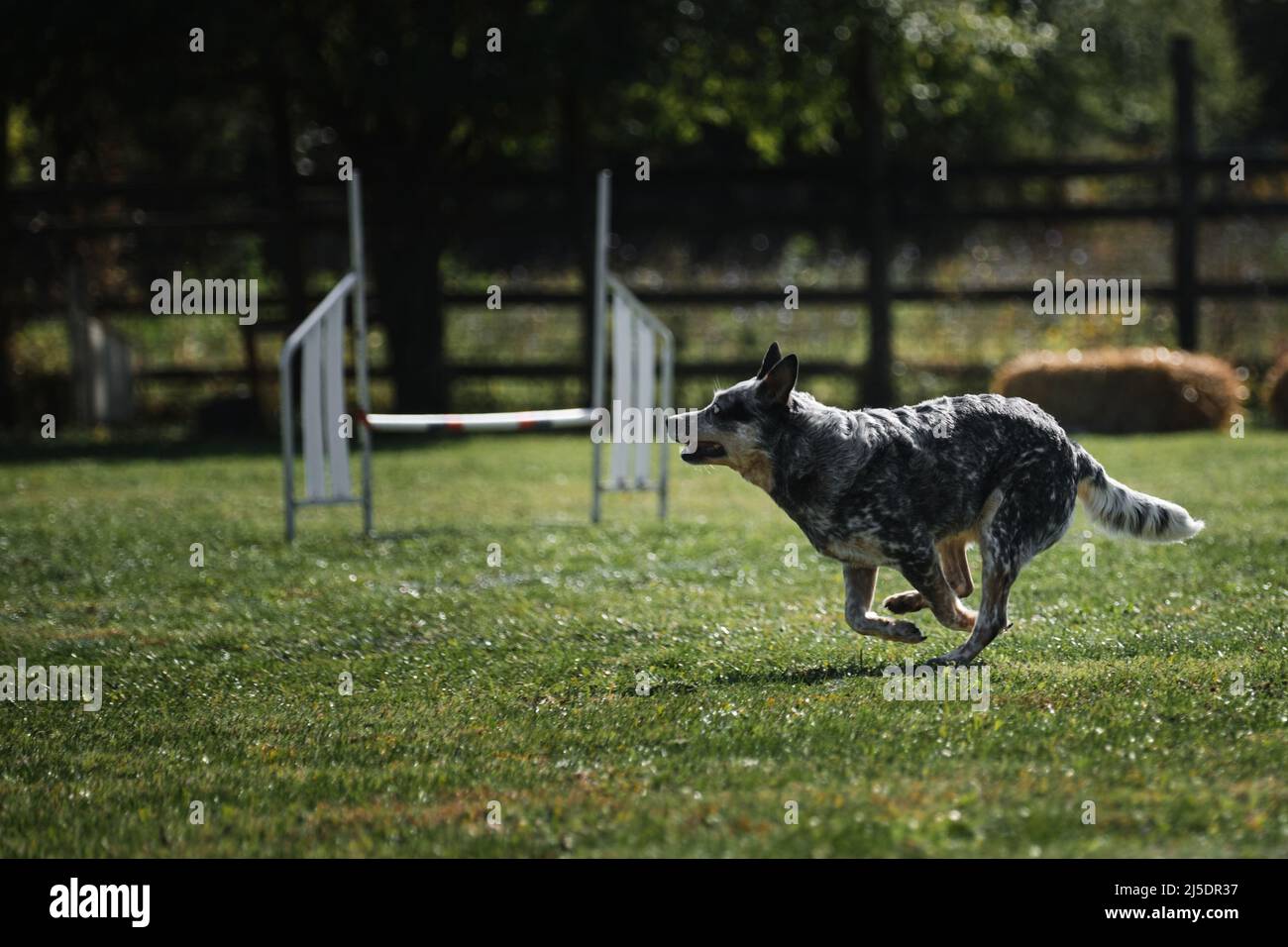 Il blu bruciere australiano corre veloce attraverso il campo nel parco e si diverte all'aperto in estate. Il cane nelle competizioni di agilità si muove ulteriormente in avanti. Foto Stock